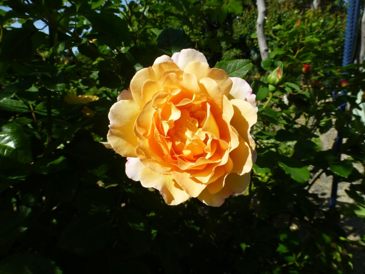 P1060735